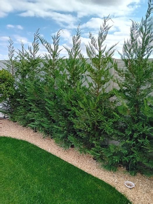 Vând chiparos leylandi diferite dimensiuni