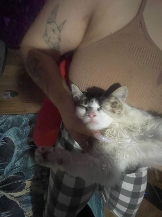 Пропала кошка помогите найти