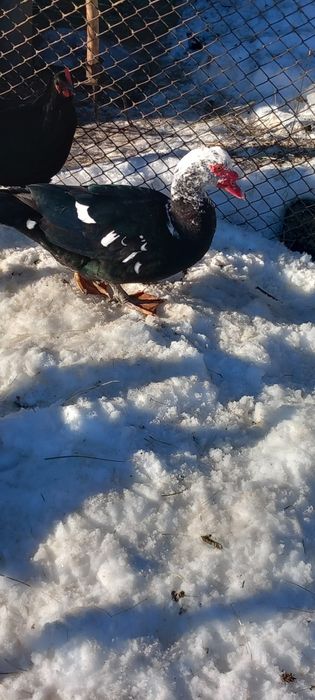 Rate mute tinere, 2 pauni masculi tineri