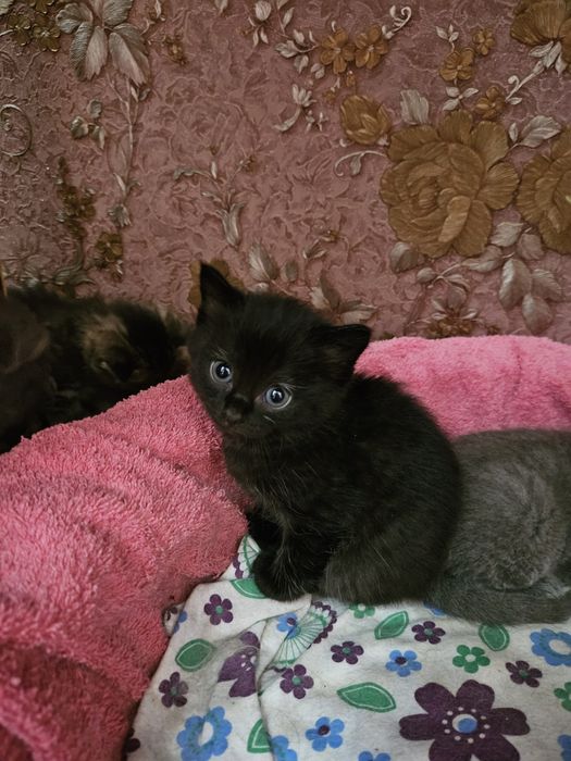 пристраивается котенок