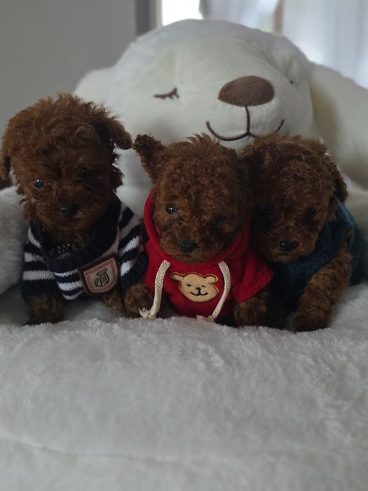 Пудел тийкъп момчета с документ за произход