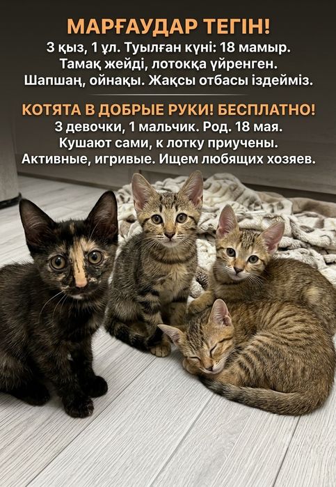 Очаровательные котята в добрые руки! (3 девочки, 1 мальчик)