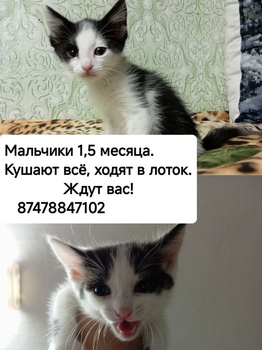 Котята ищут семью