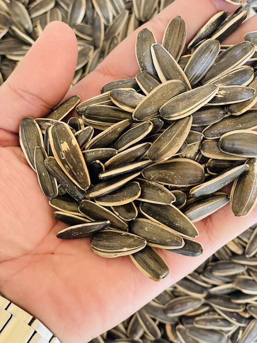 Semichka magizi shirin