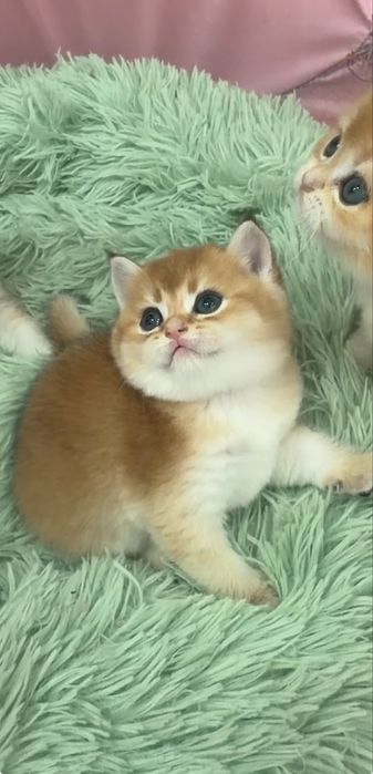 золотая  шиншилла  шоу класса