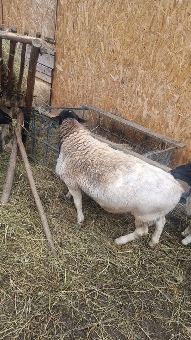 Vând berbec  dorper tânăr