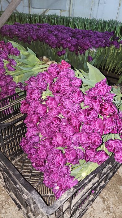 Тюльпаны только оптом