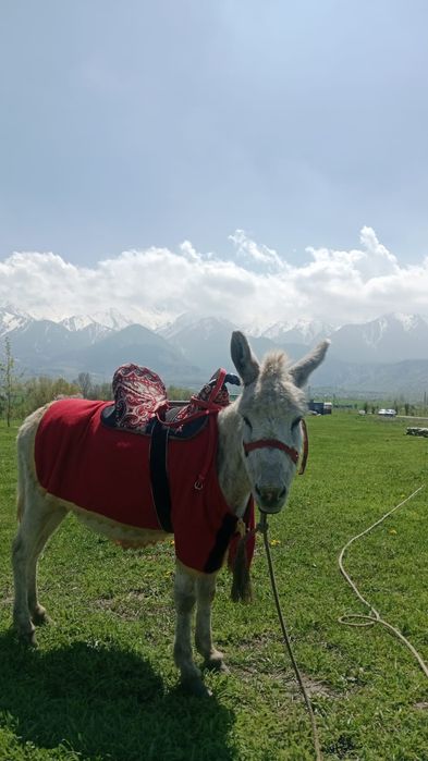 Продам ослиц срочно