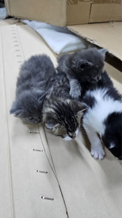 Котята отдам в добрые руки