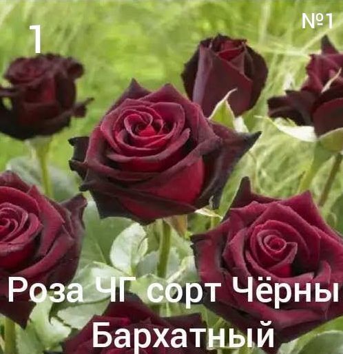 Роза атир гул гарант, сфати,