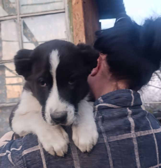 Продам щенка Алабая САО