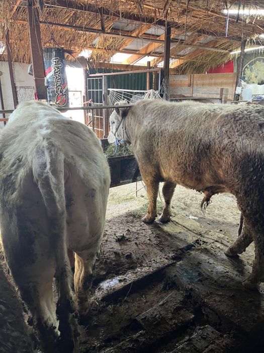 Срочно продаются бычки