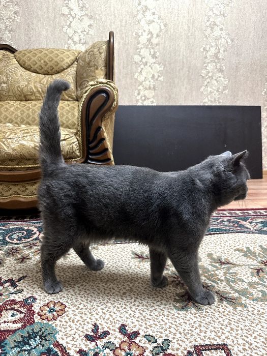 Британский короткошерстный