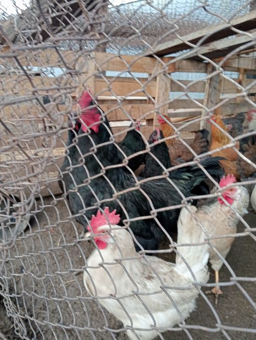 Продам петуха автролорп