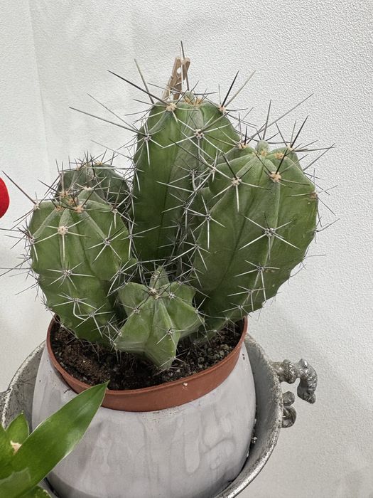 Кактусы, филодендрон, пахира