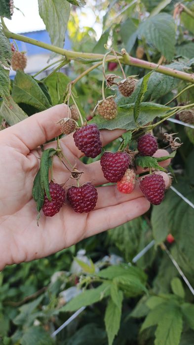 Продам малину домашнюю
