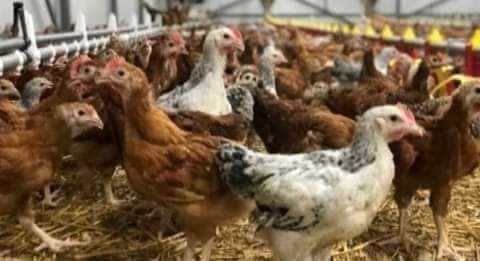 Ferma de pui vacareni