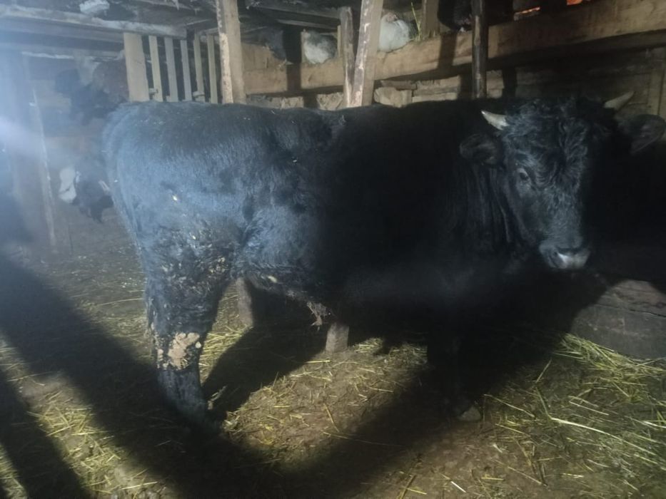 Продам быка стоит на откорме !