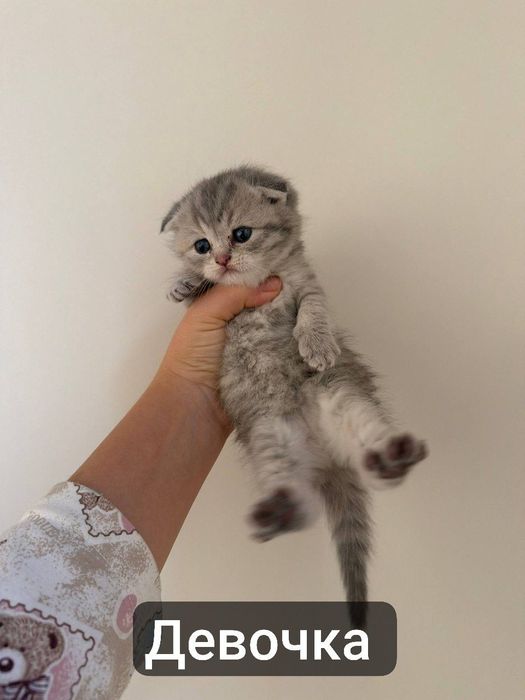 Шиншилла котенки / Shinshilla sotiladi