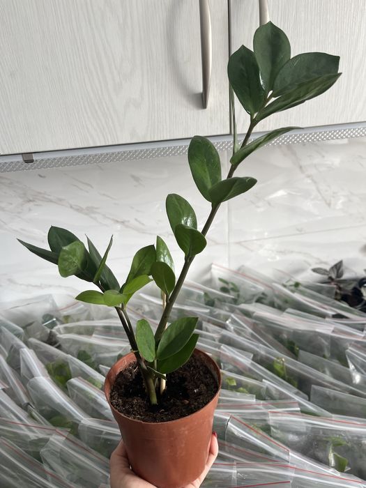 Комнатные растения