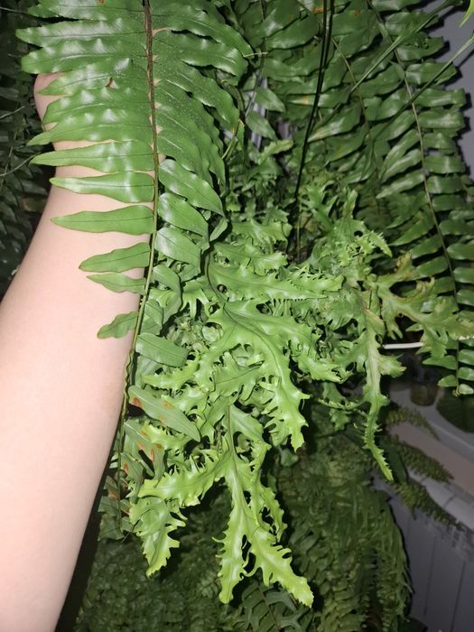 Нефролепис Мачо.