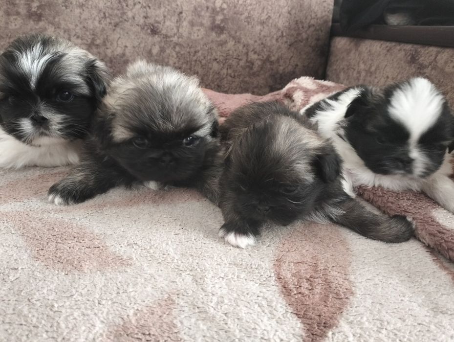 Готовятся к продаже щенки Пекинеса