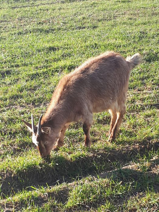 La vânzare capre gestante și țapi