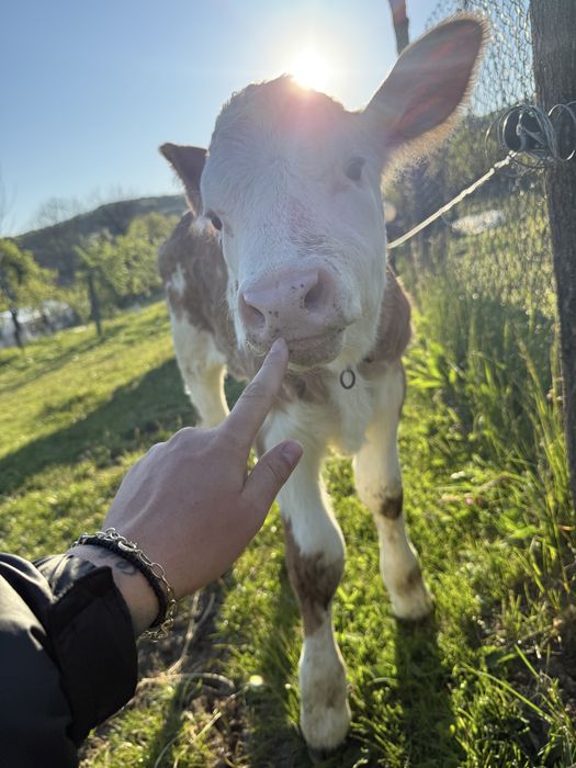 Vaca si vitica bine ingrijite
