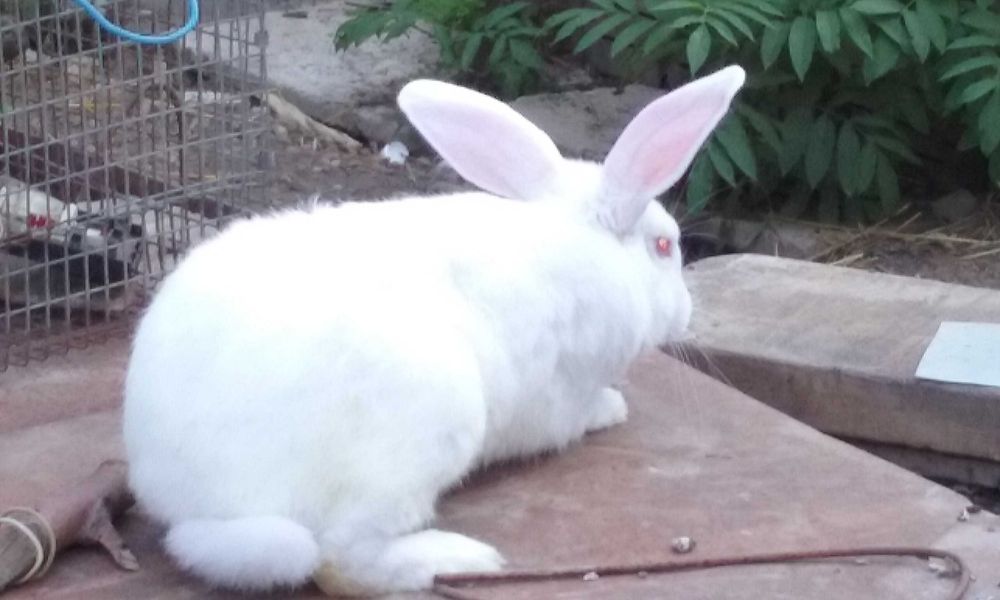 Vand iepuri mari si mici