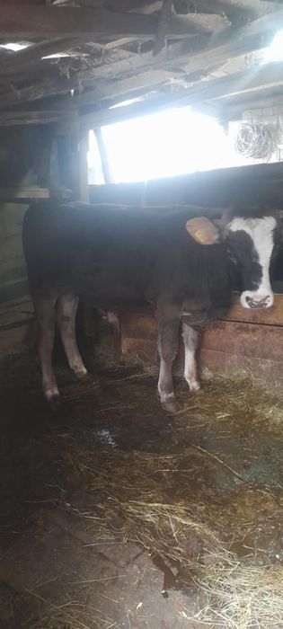 Vând 3 Vaci,,Una de 2 ani ,o vițel de un an jumate ,și una de 7 ani.