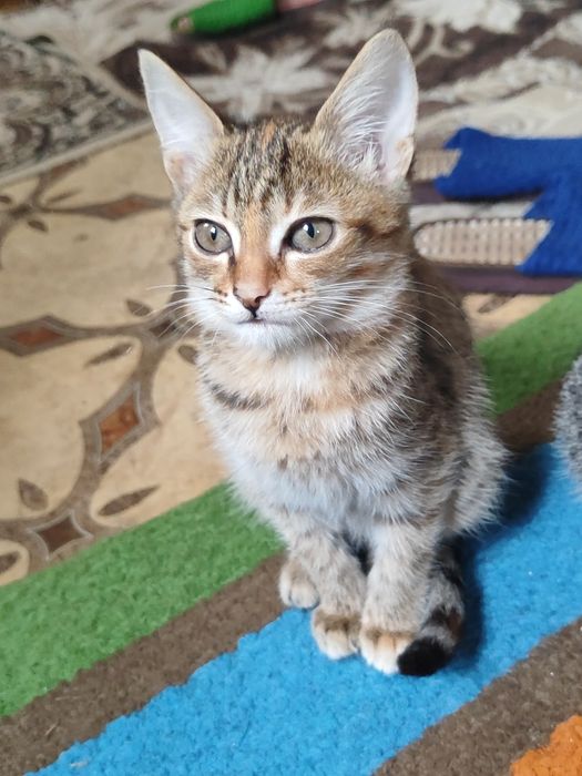 Отдаю котят бауырластар 2