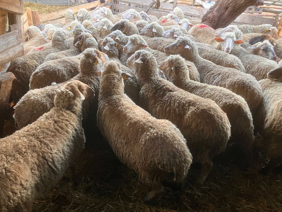 Vand 50 oi tigai si 2 berbeci