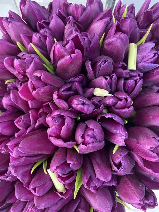 Цветы, тюльпаны,распродажа,