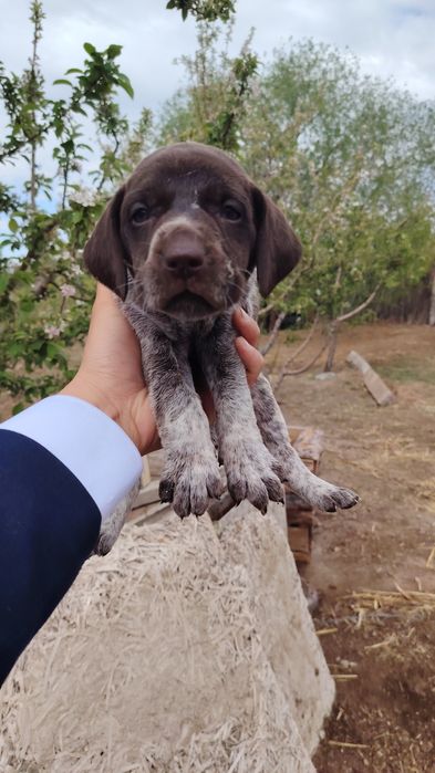 Курцхаар ұрғашы 1 штук