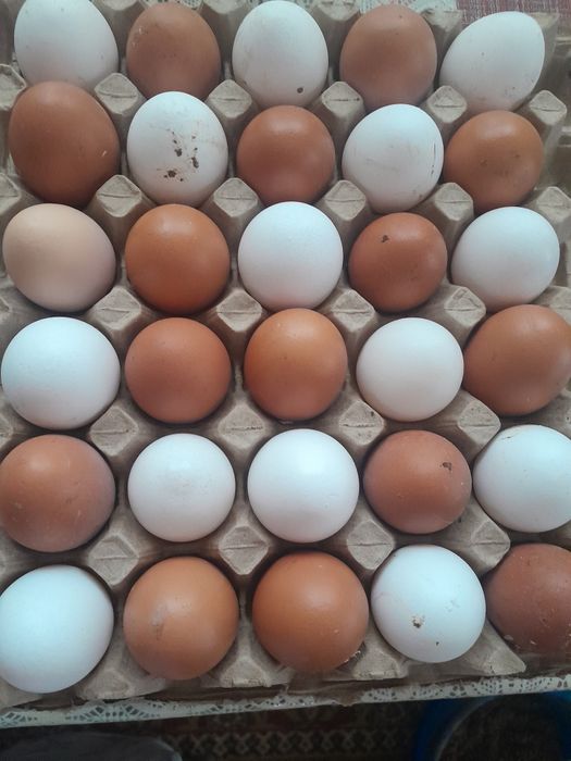 Яйца горные домашние