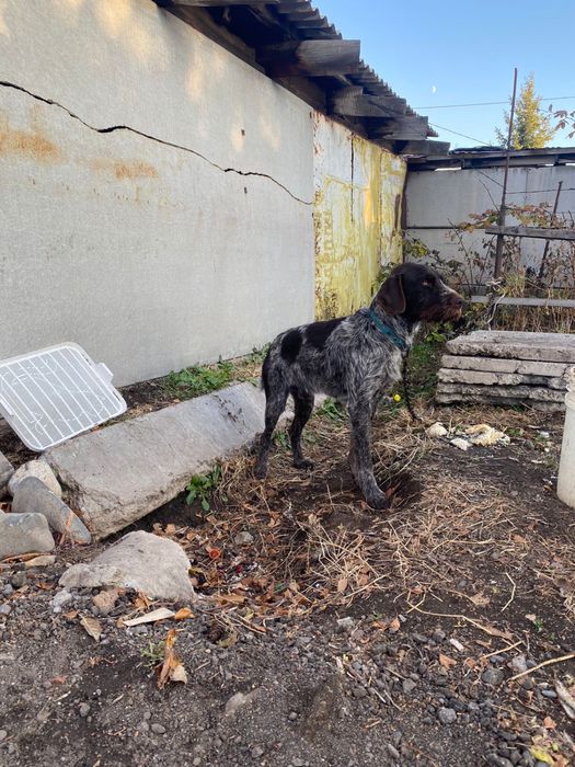 Продам дратхаар 1.5 года