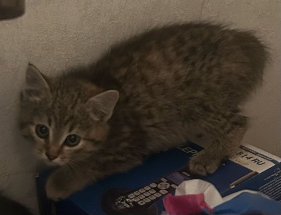 Отдам котят бесплатно