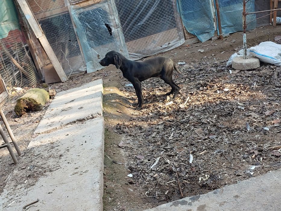 шенок питимесеный