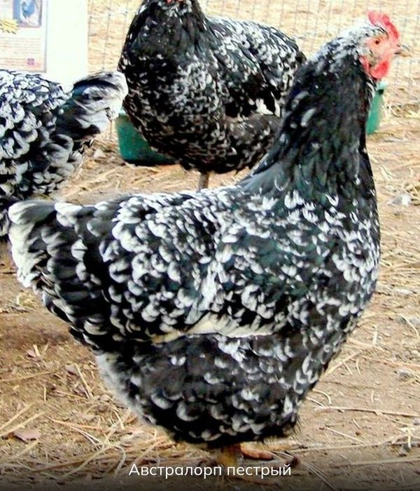 Инкубационные яйца