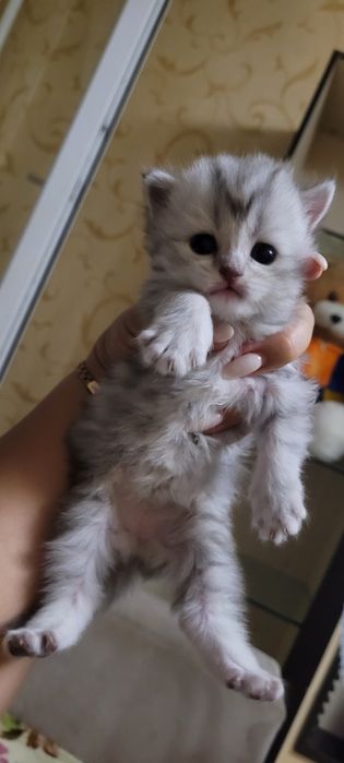 Шотландские котята