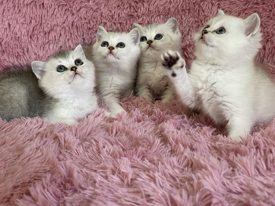 Британка късокосместа