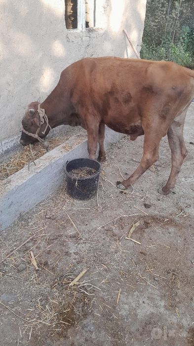 NAVOS sotladi soglom