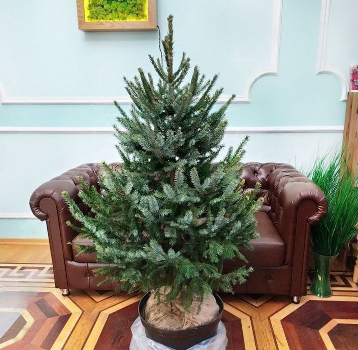 Ёлка новогодние живые