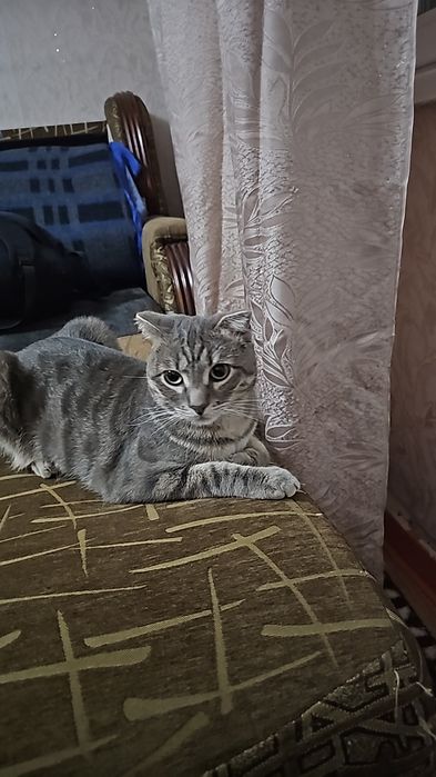 Кошка Американская