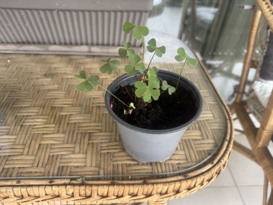 Цветя различни видове -1.50€-10€