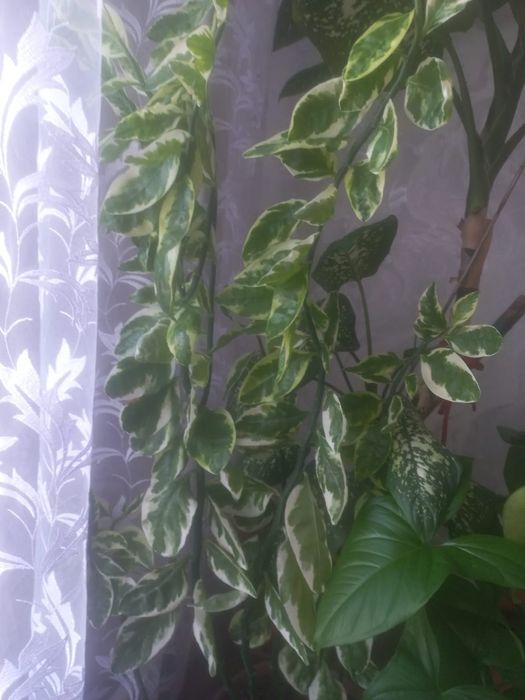 Продам комнатные цветы