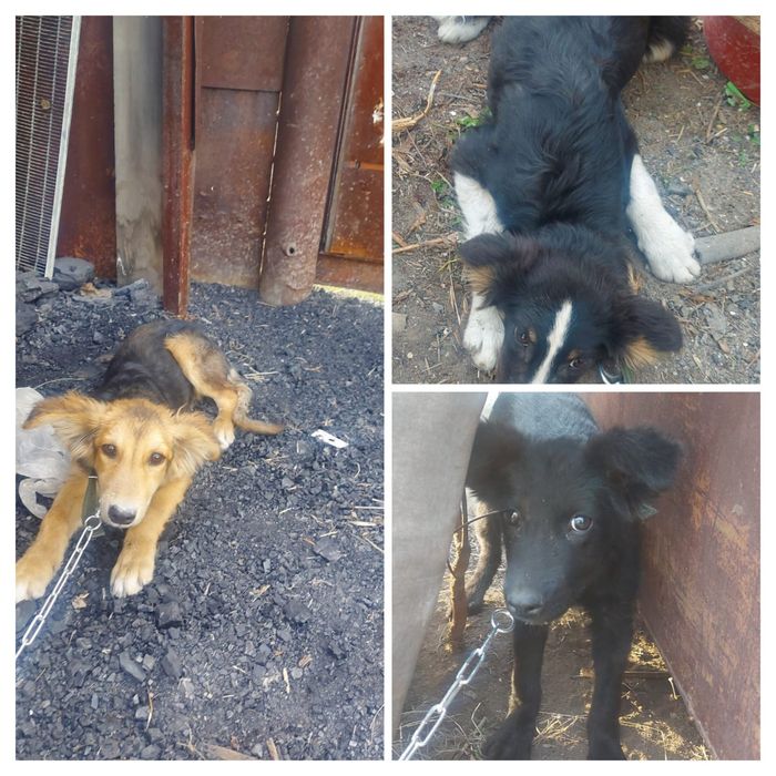 Пристраиваются в добрые руки