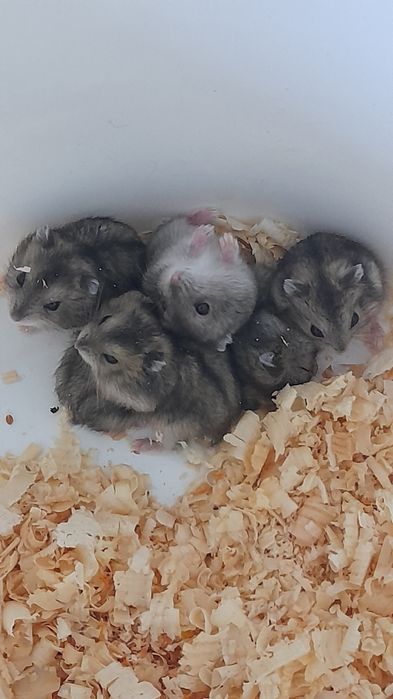 Хомячков джунгарских