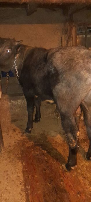 Бычки полторашки