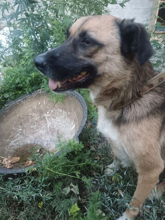 Собака для службы.